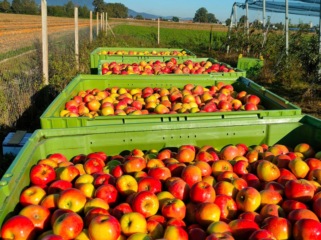 Kund till ProFruit Machinery Sadjarstvo Krepfl – Slovenien